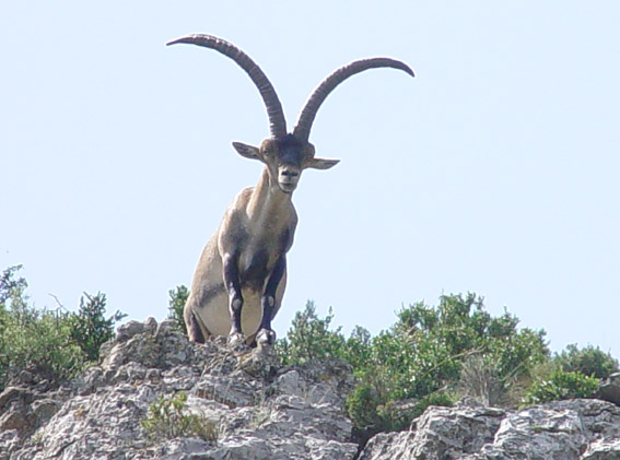 cabra montes